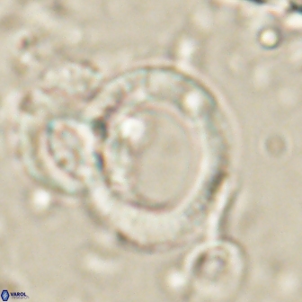 Tonromeinia deflandrei 60234