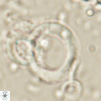 Tonromeinia deflandrei 60234