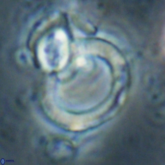 Tonromeinia deflandrei 60236