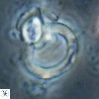 Tonromeinia deflandrei 60236