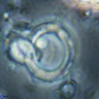 Tonromeinia deflandrei 60238