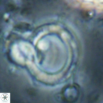 Tonromeinia deflandrei 60238