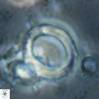 Tonromeinia deflandrei 60239