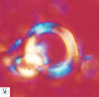 Tonromeinia deflandrei 60230