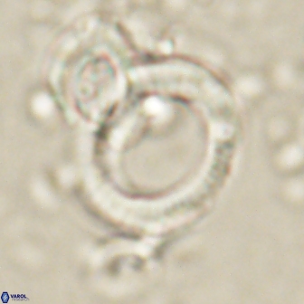Tonromeinia deflandrei 60233