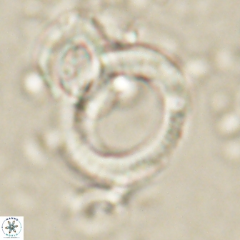Tonromeinia deflandrei 60233