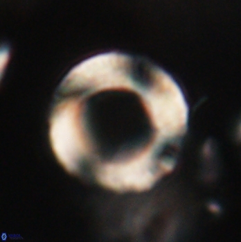 Tonromeinia fatmae 20445