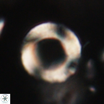 Tonromeinia fatmae 20445