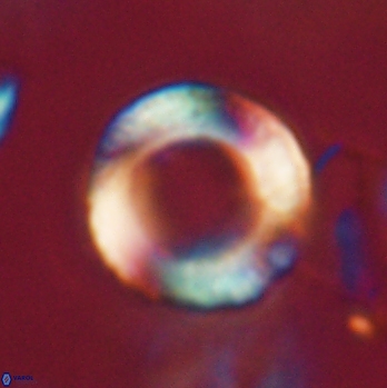 Tonromeinia fatmae 20446