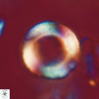 Tonromeinia fatmae 20446