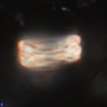 Tonromeinia fatmae 20455