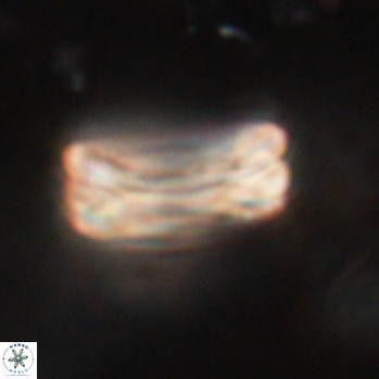 Tonromeinia fatmae 20455