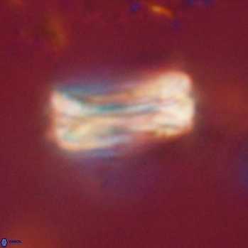 Tonromeinia fatmae 20456