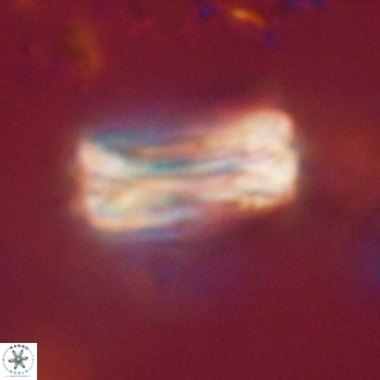 Tonromeinia fatmae 20456
