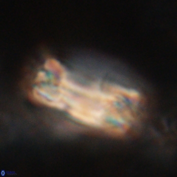 Tonromeinia fatmae 20459
