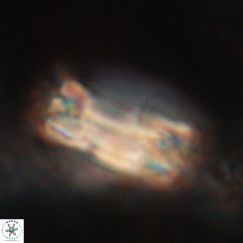Tonromeinia fatmae 20459