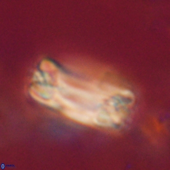 Tonromeinia fatmae 20460