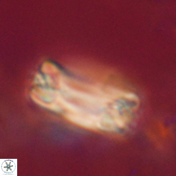Tonromeinia fatmae 20460