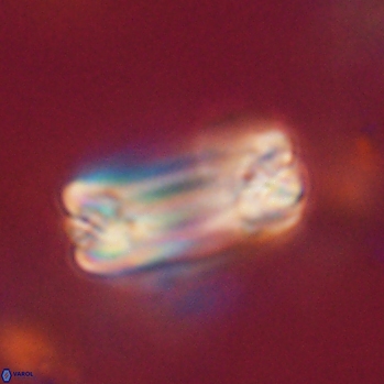 Tonromeinia fatmae 20461