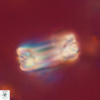 Tonromeinia fatmae 20461