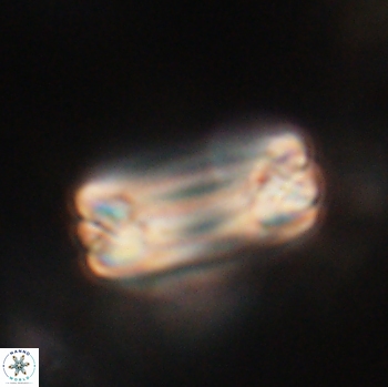 Tonromeinia fatmae 20462
