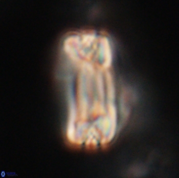 Tonromeinia fatmae 20463