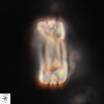 Tonromeinia fatmae 20463