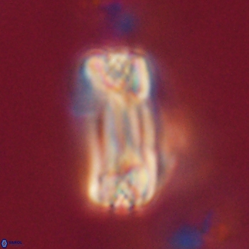 Tonromeinia fatmae 20464