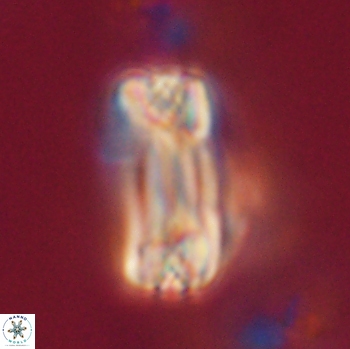 Tonromeinia fatmae 20464