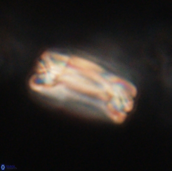 Tonromeinia fatmae 20467