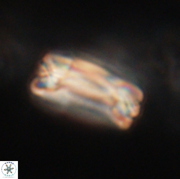 Tonromeinia fatmae 20467