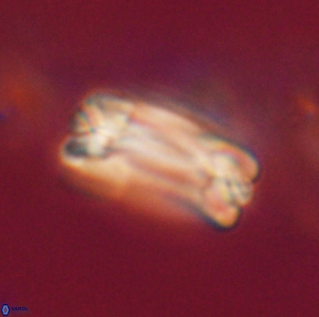 Tonromeinia fatmae 20468