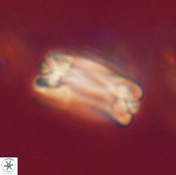 Tonromeinia fatmae 20468