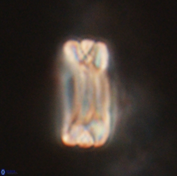 Tonromeinia fatmae 20469