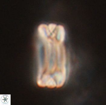 Tonromeinia fatmae 20469