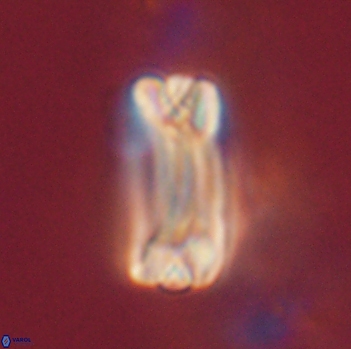 Tonromeinia fatmae 20470