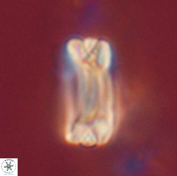 Tonromeinia fatmae 20470