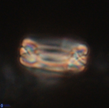 Tonromeinia fatmae 20473