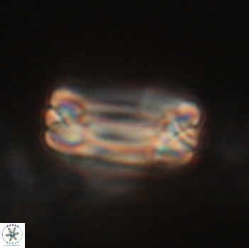 Tonromeinia fatmae 20473