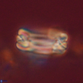 Tonromeinia fatmae 20474