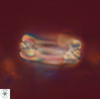 Tonromeinia fatmae 20474
