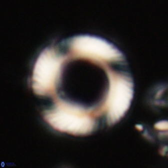 Tonromeinia fatmae 20057