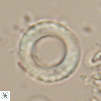 Tonromeinia fatmae 20059