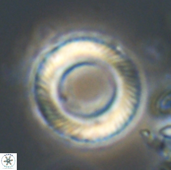 Tonromeinia fatmae 20060