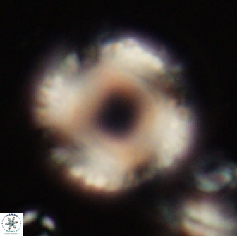 Tonromeinia fatmae 20062