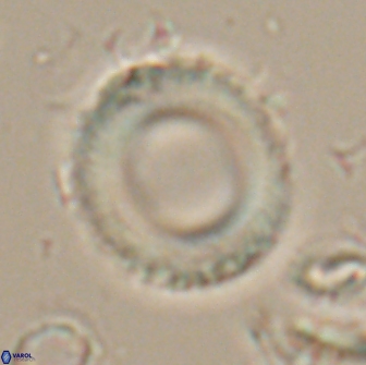 Tonromeinia fatmae 20064