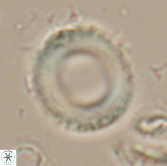 Tonromeinia fatmae 20064