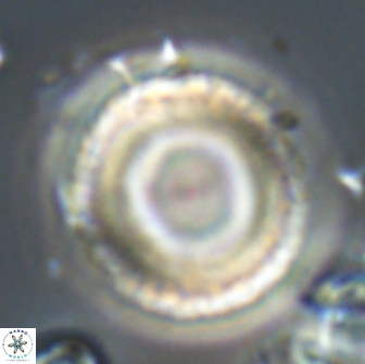 Tonromeinia fatmae 20066