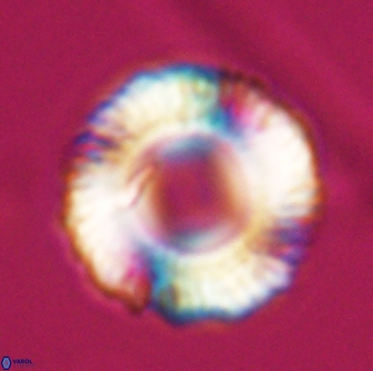 Tonromeinia fatmae 25779