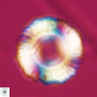 Tonromeinia fatmae 25779